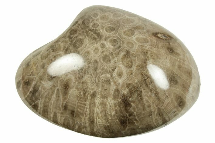 Large, Polished Petoskey Stone (Fossil Coral) - Michigan #255166